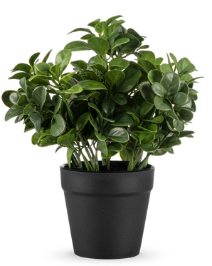 Kunstig Peperomia Plante 20 cm