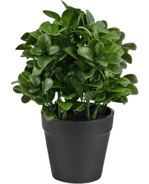 Kunstig Peperomia Plante 20cm