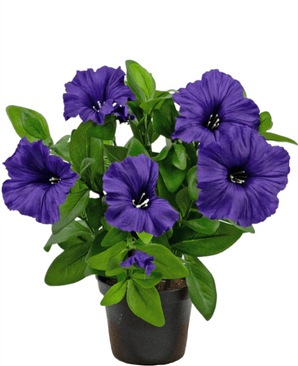 Kunstig Petunia i Potte Lilla 25cm