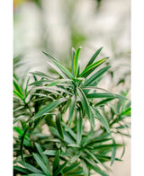 Kunstig Podocarpus i Potte 47cm