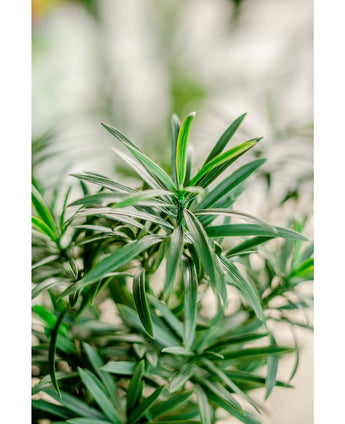 Kunstig Podocarpus i Potte 47cm