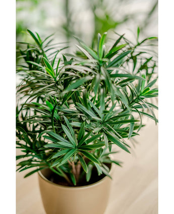 Kunstig Podocarpus i Potte 47cm