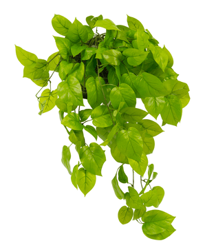 Kunstig Pothos Busk Deluxe 90cm