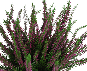 Kunstig Røsslyng Busk Lilla UV 30 cm