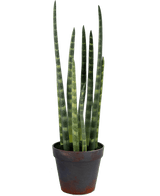 Kunstig Sansevieria Cylindrica Grønn 43cm