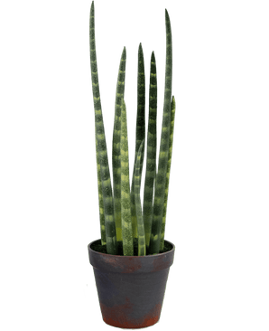 Kunstig Sansevieria Cylindrica Grønn 43cm