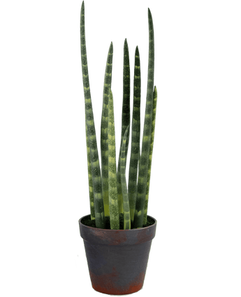 Kunstig Sansevieria Cylindrica Grønn 43cm