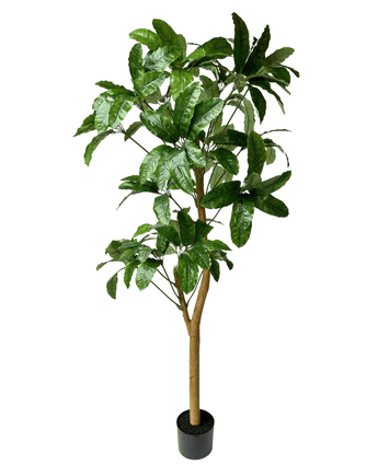 Kunstig Schefflera Gigant 200cm