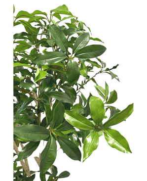 Kunstig Shikibi Laurbær Tre 120cm