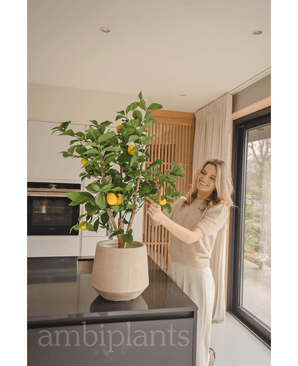 Kunstig Sitrontre 90 cm