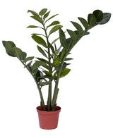 Kunstig Smaragdplante 50cm