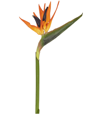 Kunstig Strelitzia Blomst Rød/Lilla 80cm