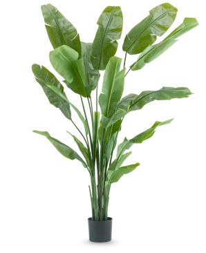 Kunstig Strelitzia Nicolai Deluxe 210cm