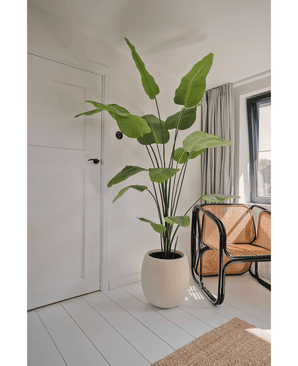 Kunstig Strelitzia Real Touch 240 cm