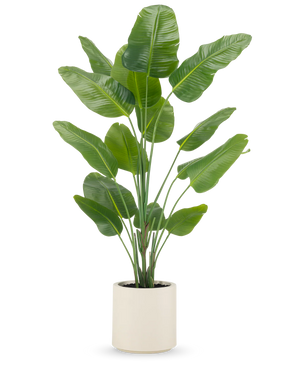 Kunstig Strelitzia Real Touch i Beige Potte 180cm