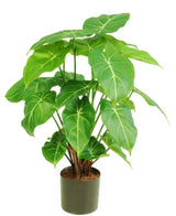 Kunstig Syngonium 55 cm