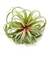 Kunstig Tillandsia Grønn/Rosa 30cm