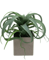 Kunstig Tillandsia Sukkulent i Potte 24cm