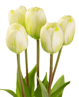Kunstig Tulipanbukett Real Touch Grønn/hvit 40cm