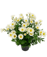 Kunstig Tusenfryd Hvit i Potte 31cm