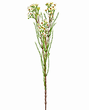 Kunstig Voksblomst Krem/Grønn 78cm