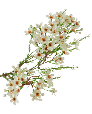 Kunstig Voksblomst Krem/Grønn 78cm