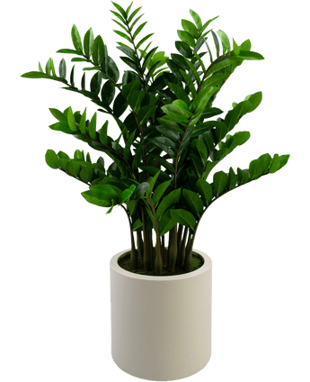 Kunstig Zamioculcas i Beige Krukke 120cm