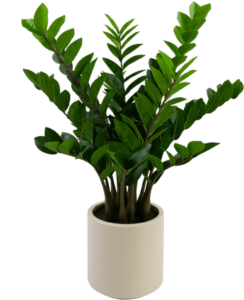 Kunstig Zamioculcas i Beige Krukke 80cm