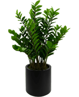 Kunstig Zamioculcas i Sort Krukke 120cm