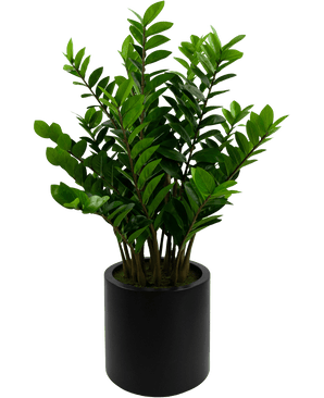 Kunstig Zamioculcas i Sort Krukke 120cm