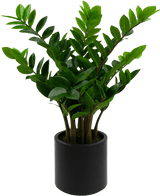 Kunstig Zamioculcas i Sort Krukke 80cm