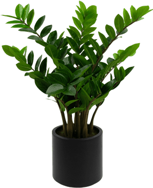 Kunstig Zamioculcas i Sort Krukke 80cm