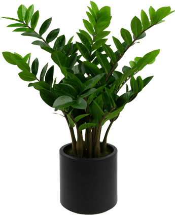 Kunstig Zamioculcas i Sort Krukke 80cm