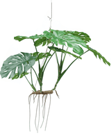 Kunstig hengende plante Monstera 130 cm XL