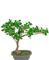 Kunstig plante Bonsai Ficus 40 cm