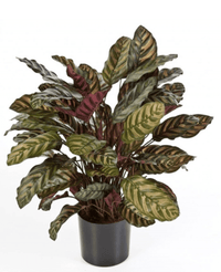 Kunstig plante Calathea 60 cm Grønn/rød