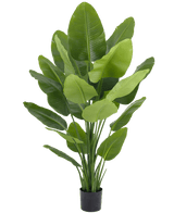 Kunstig plante Strelitzia Real Touch Deluxe 180 cm