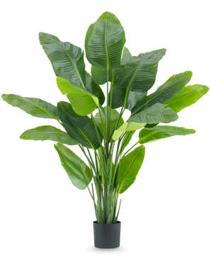 Kunstig plante Strelitzia Real Touch Deluxe 180cm