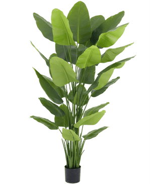 Kunstig plante Strelitzia Real Touch Deluxe 210 cm