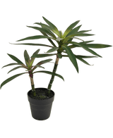 Kunstig plante Yucca gigantea 53 cm