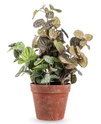 Kunstig Peperomia 35cm