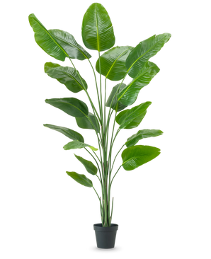 Kunstig Strelitzia Real Touch 240cm