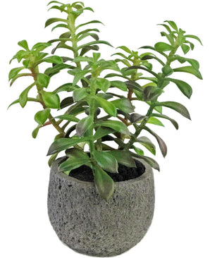 Kunstig sukkulentplante i dekorativ potte 25cm