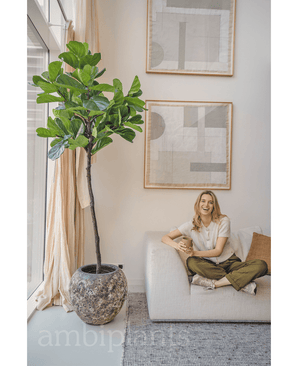 Kunstige Fiolinfiken Deluxe 210cm