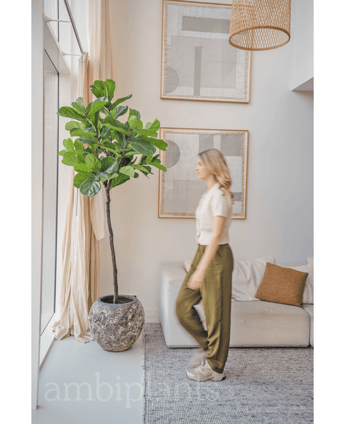 Kunstige Fiolinfiken Deluxe 210cm