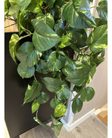 Kunstige Hengende Gullranke Fyldig i Potte 80cm