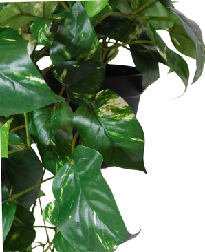 Kunstige Hengende Gullranke i Potte UV 50cm