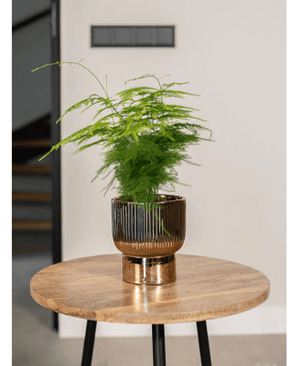 Larisa Potte Gull H17cm x D14cm