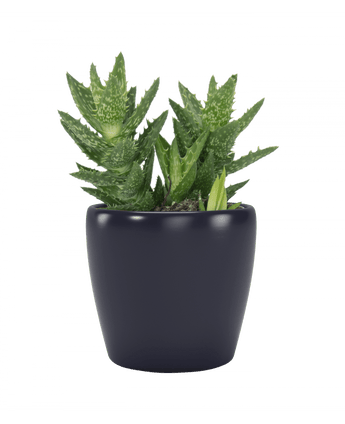 Nubia Mini Keramikkpotte Mørk Blå 8cm