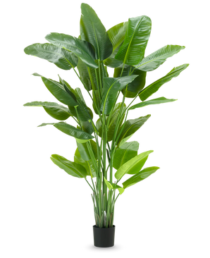 Kunstig plante Strelitzia Real Touch Deluxe 210cm